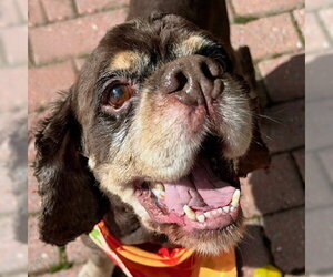 Chip - Male Cocker Spaniel Dog for Adoption - Photo #6