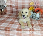 Small Photo #9 Golden Retriever Puppy For Sale in FALCON, CO, USA