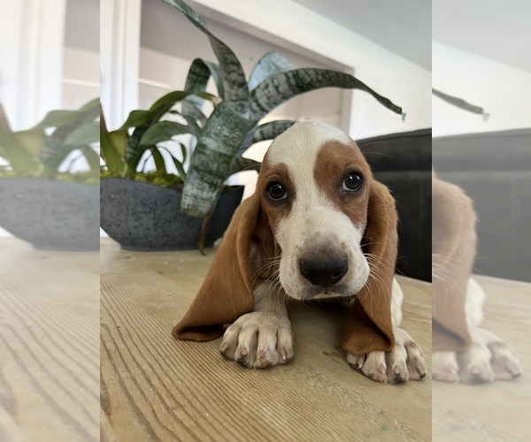 Medium Photo #14 Basset Hound Puppy For Sale in BEAUMONT, CA, USA