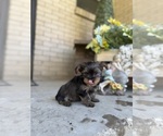 Puppy Groot Yorkshire Terrier