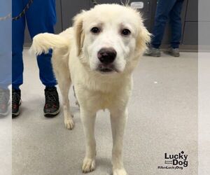 Labrenees Dogs for adoption in Washington, DC, USA