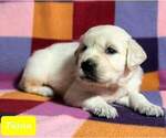 Small Photo #11 Golden Retriever Puppy For Sale in AIKEN, SC, USA