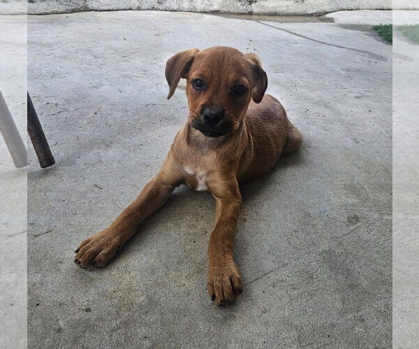 Medium Photo #2 Rottweiler-Unknown Mix Puppy For Sale in Tracy City, TN, USA