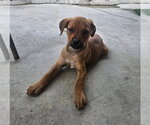 Small Photo #2 Rottweiler-Unknown Mix Puppy For Sale in Tracy City, TN, USA