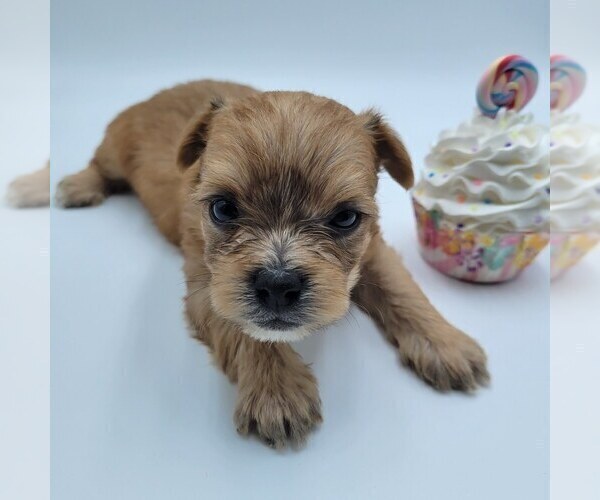 Medium Photo #1 YorkiePoo Puppy For Sale in BARSTOW, CA, USA
