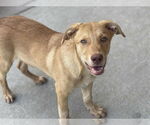 Small Photo #2 Labrador Retriever-Unknown Mix Puppy For Sale in Tulsa, OK, USA