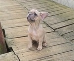 Small #2 French Bulldog