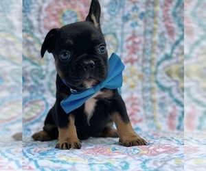 French Bulldog Puppy for sale in LANCASTER, PA, USA