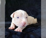 Small Photo #2 American Bully Puppy For Sale in PALMDALE, CA, USA