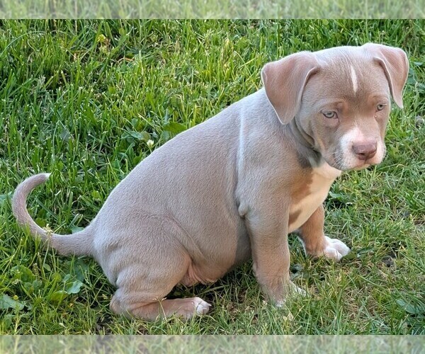 Medium Photo #7 American Bully Puppy For Sale in COUDERSPORT, PA, USA