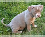 Small #6 American Bully