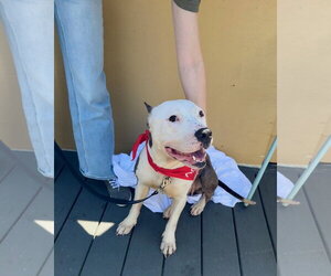 Harlow - Female American Pit Bull Terrier Dog for Adoption - Photo #5