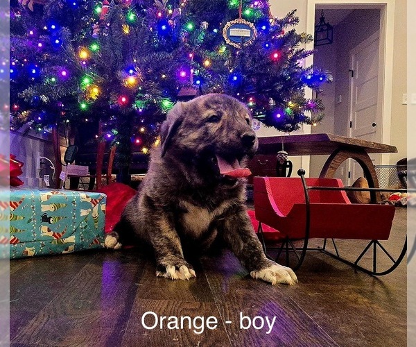 Medium Photo #3 Anatolian Shepherd Puppy For Sale in GERMANTON, NC, USA