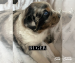 Puppy Ruger Aussiedoodle