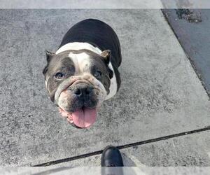 Bulldog-Unknown Mix Dogs for adoption in Fort Lauderdale, FL, USA
