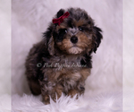 Small #2 Poodle (Miniature)