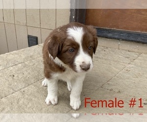 Border Collie Dog for Adoption in BOISE, Idaho USA