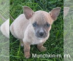 Small Chihuahua Mix