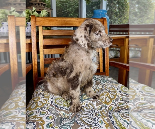 Medium Photo #6 Labradoodle Puppy For Sale in NOBLESVILLE, IN, USA