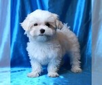 Small #3 Maltese
