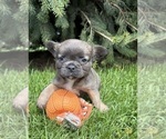 Small #2 French Bulldog