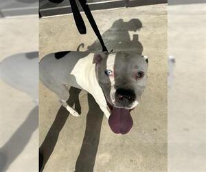 American Pit Bull Terrier Dogs for adoption in Houston, TX, USA
