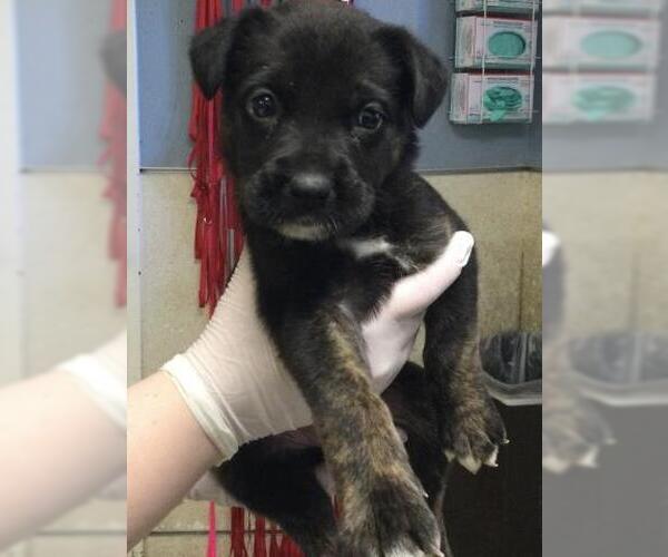 Medium Photo #1 Australian Shepherd-German Shepherd Dog Mix Puppy For Sale in Riverside, CA, USA