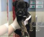 Small Australian Shepherd-German Shepherd Dog Mix