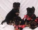 Small Photo #6 German Shepherd Dog Puppy For Sale in PORTERVILLE, CA, USA