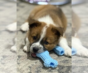 Akita-Labrador Retriever Mix Dogs for adoption in Royal Palm Beach, FL, USA