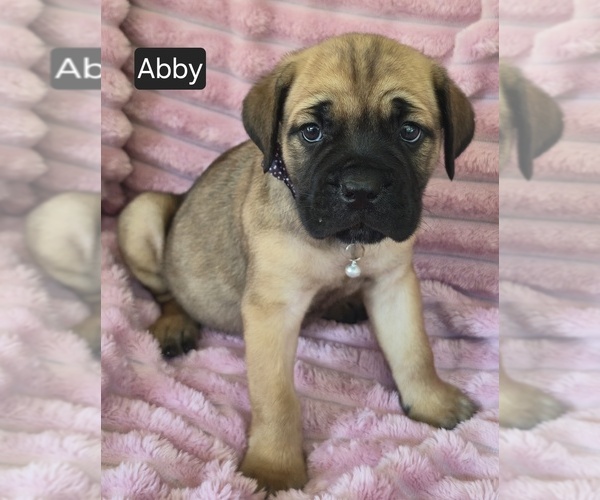 Medium Photo #7 Cane Corso Puppy For Sale in MINERAL WELLS, WV, USA