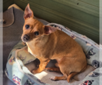 Small #2 Chihuahua