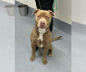 Staffordshire Bull Terrier-Unknown Mix Dogs for adoption in Louisville, KY, USA