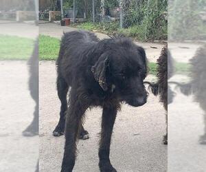 - Mix Dogs for adoption in Corpus Christi, TX, USA