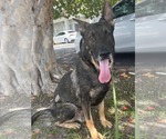 Small #7 German Shepherd Dog