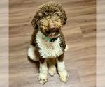 Small Poodle (Standard) Mix