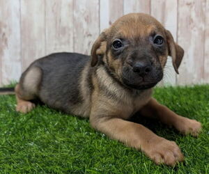 Chihuahua-Unknown Mix Dogs for adoption in Lakewood, CO, USA