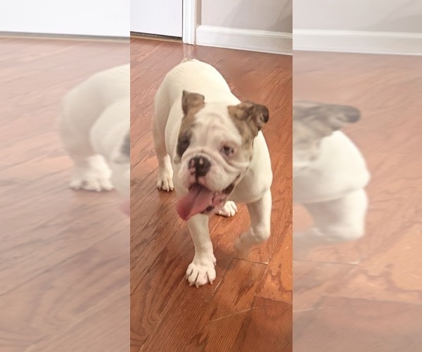 Medium Photo #2 English Bulldog Puppy For Sale in BRENTWOOD, TN, USA