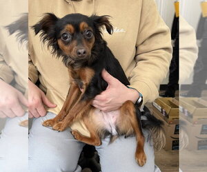 Chihuahua-Unknown Mix Dogs for adoption in Brewster, NY, USA