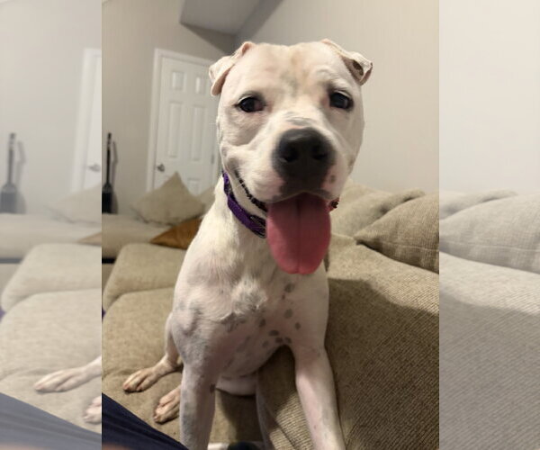 Medium Photo #1 American Bulldog-Unknown Mix Puppy For Sale in Calhoun, GA, USA