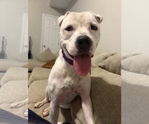 American Bulldog-Unknown Mix Dogs for adoption in Calhoun, GA, USA
