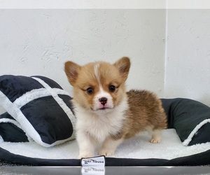Pembroke Welsh Corgi Puppy for sale in CLARK, MO, USA