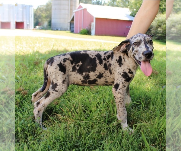 Medium Photo #1 Great Dane Puppy For Sale in SOMERVILLE, TN, USA