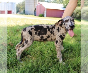 Great Dane Puppy for sale in SOMERVILLE, TN, USA
