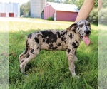 Small Photo #1 Great Dane Puppy For Sale in SOMERVILLE, TN, USA