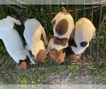 Small Photo #3 German Shorthaired Pointer Puppy For Sale in BRISTOL, TN, USA