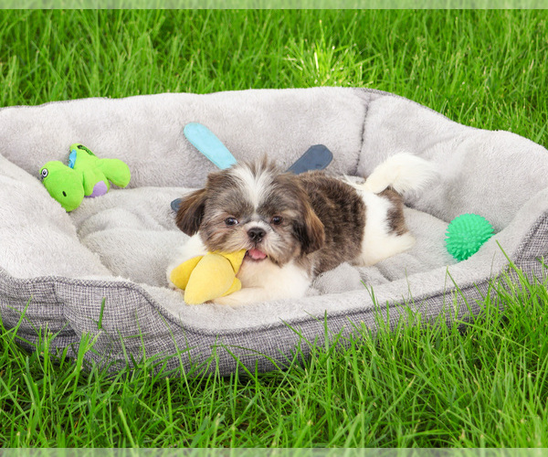 Medium Photo #3 Shih Tzu Puppy For Sale in SYRACUSE, IN, USA