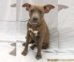 Small #10 Mutt