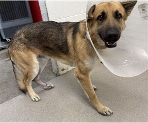 German Shepherd Dog Dogs for adoption in San Bernardino, CA, USA