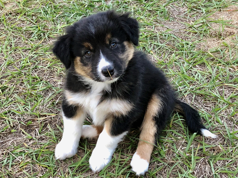 Medium Photo #3 Australian Shepherd Puppy For Sale in WILLISTON, FL, USA